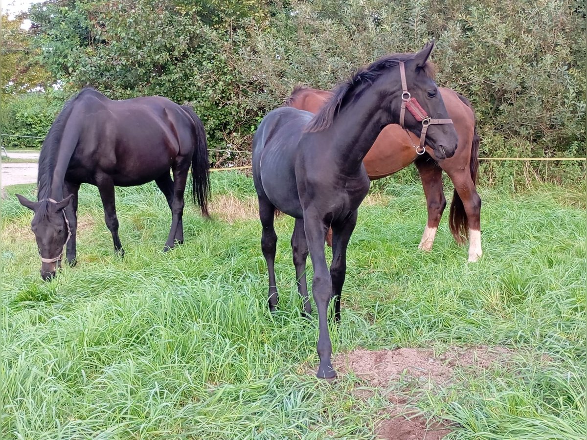 Mecklenburger warmbloed Merrie Veulen (05/2025) Zwart in Eixen