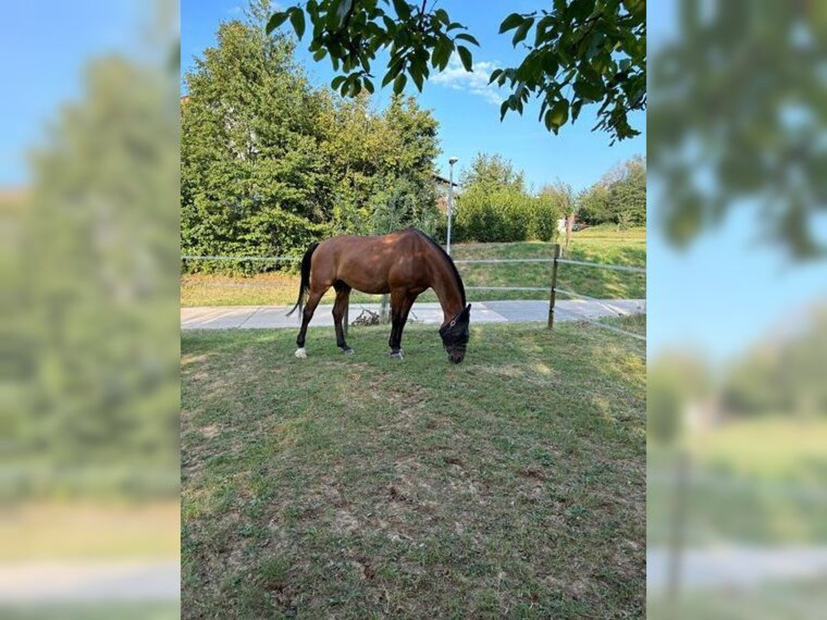 Mecklenburger warmbloed Ruin 10 Jaar 172 cm Bruin in Altdorf