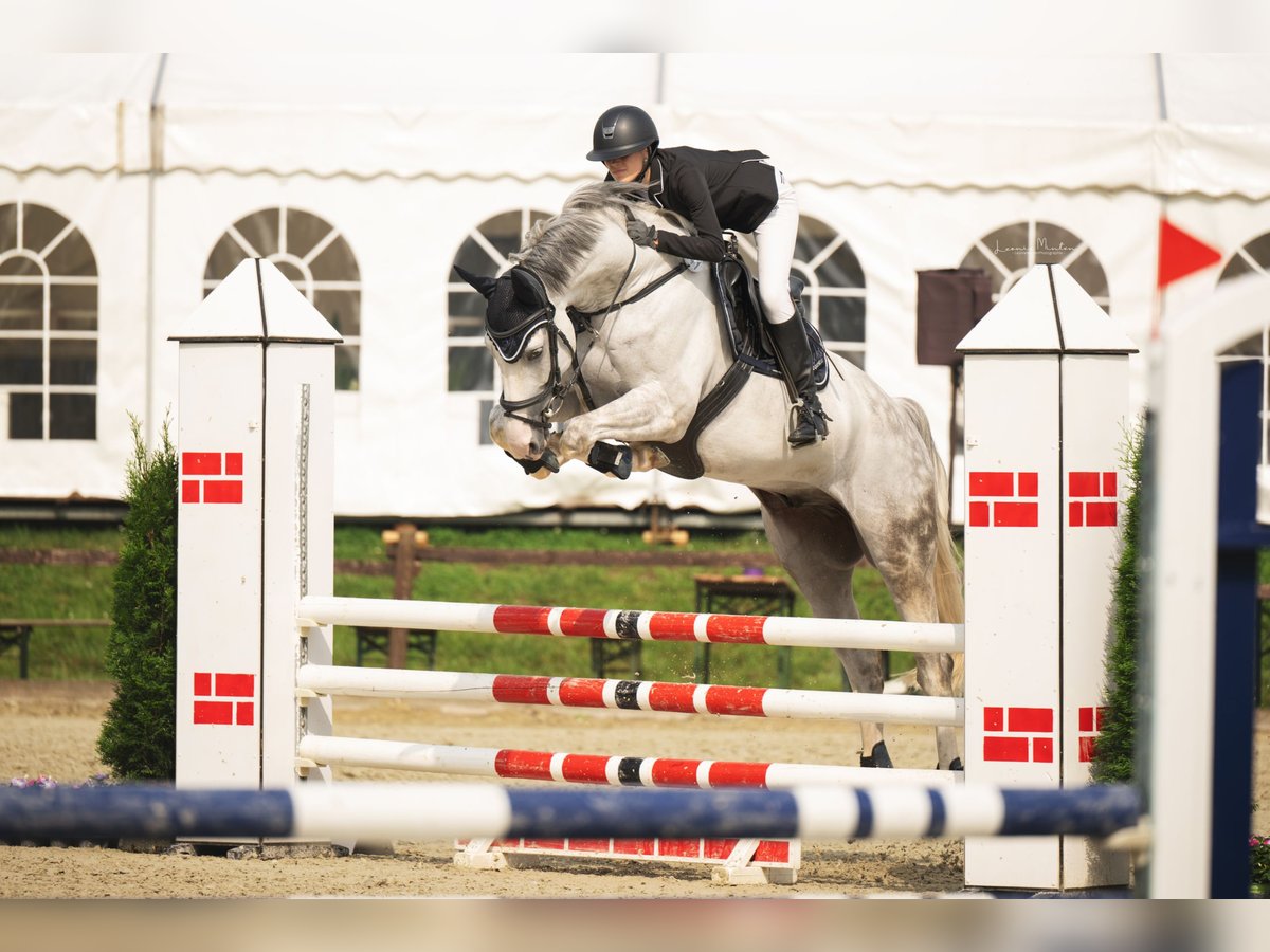 Mecklenburger warmbloed Ruin 10 Jaar 172 cm Schimmel in Nettetal