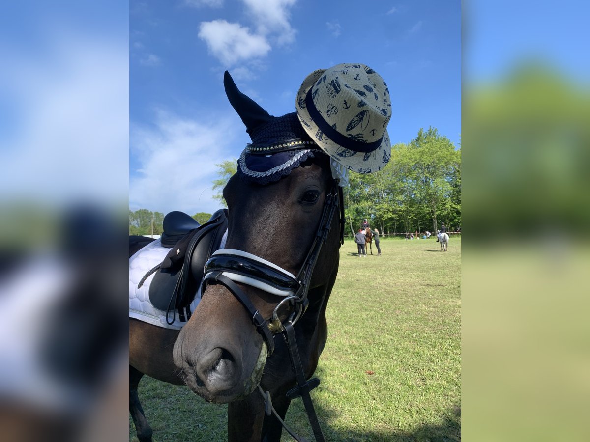 Mecklenburger warmbloed Ruin 10 Jaar Zwartbruin in Alveslohe