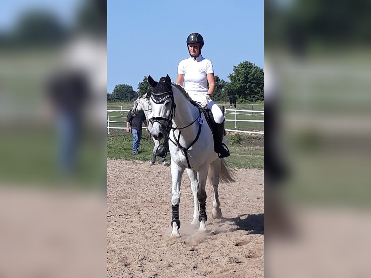 Mecklenburger warmbloed Ruin 14 Jaar 172 cm Schimmel in Rostock