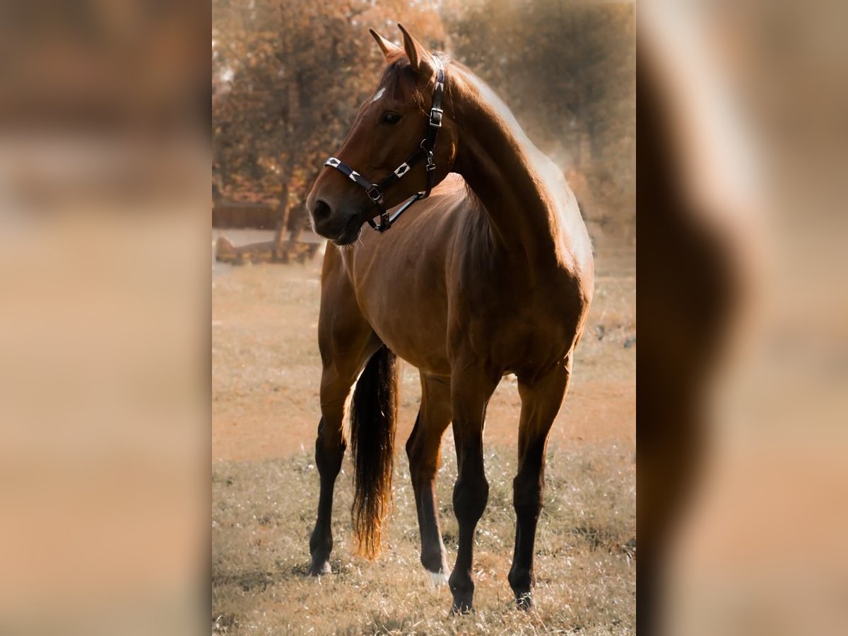 Mecklenburger warmbloed Ruin 17 Jaar 172 cm Bruin in Waldshut-Tiengen