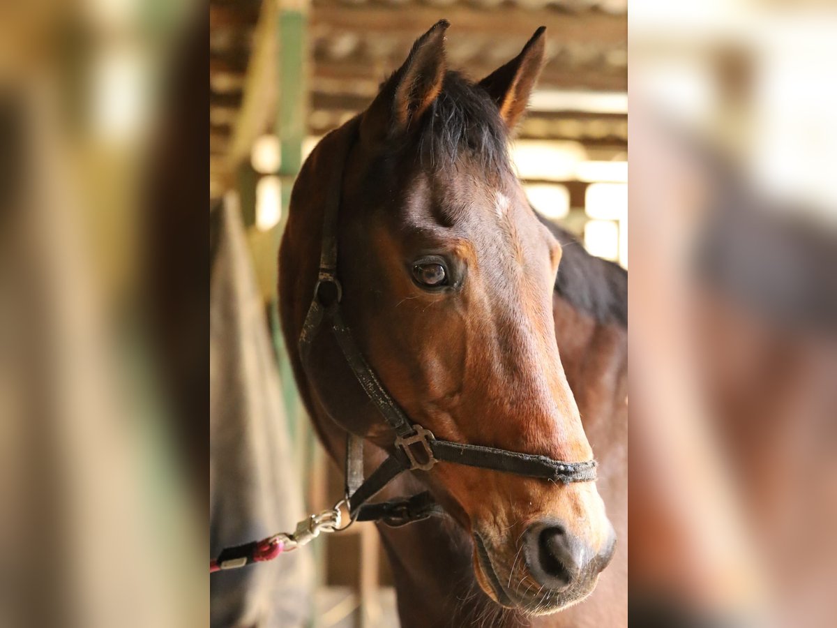 Mecklenburger warmbloed Ruin 21 Jaar 168 cm Bruin in Rheine