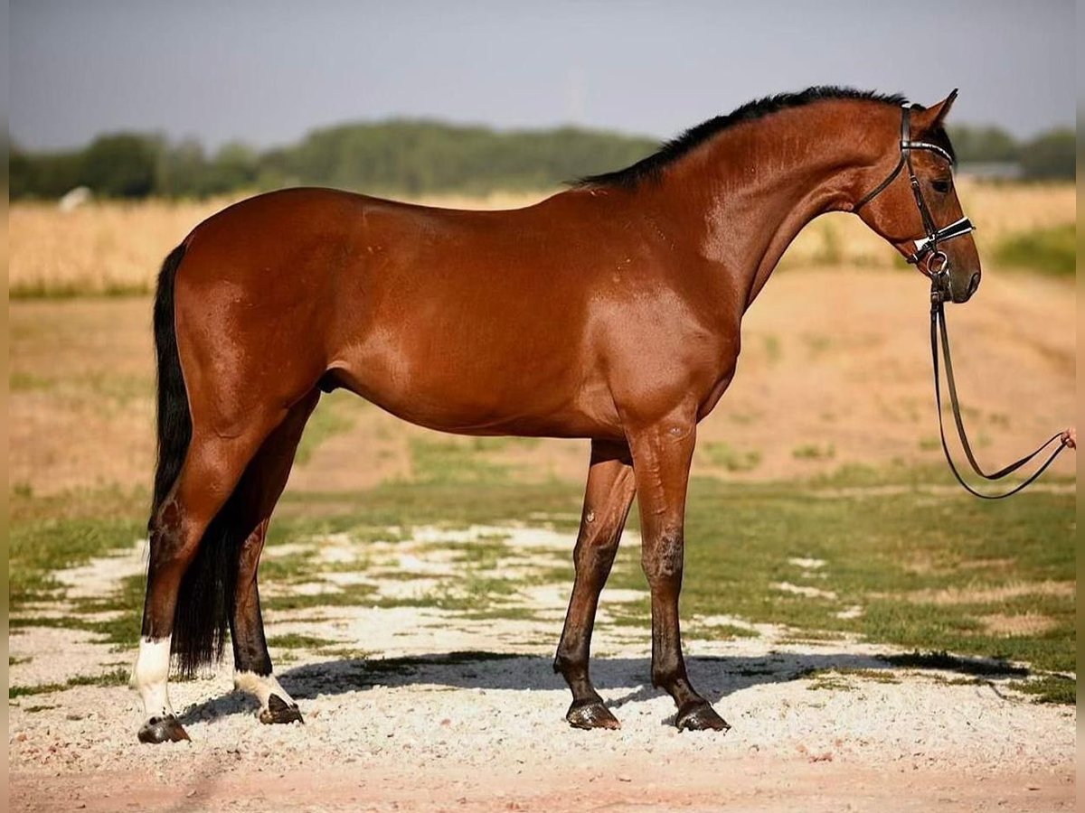 Mecklenburger warmbloed Ruin 3 Jaar 170 cm Bruin in Cegléd