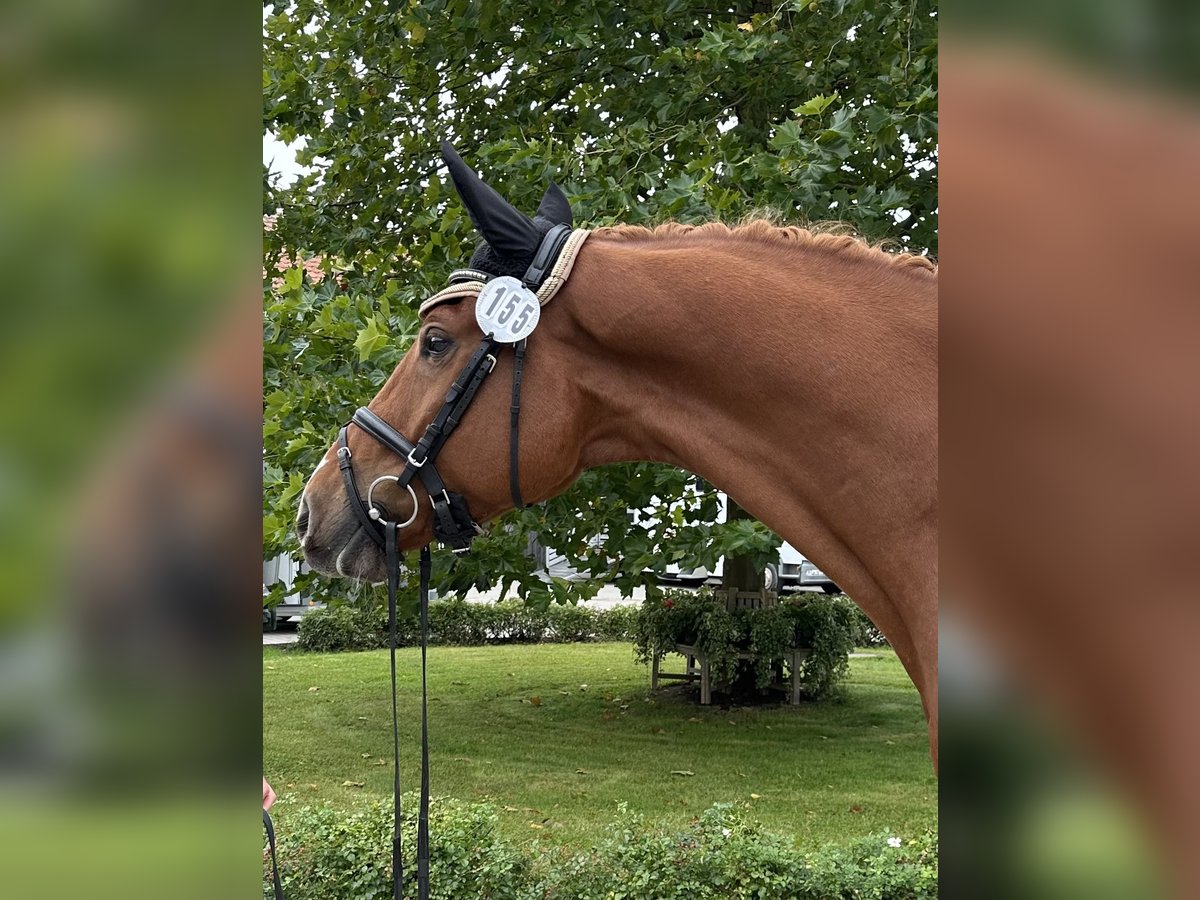 Mecklenburger warmbloed Ruin 4 Jaar 175 cm Vos in Kötzting