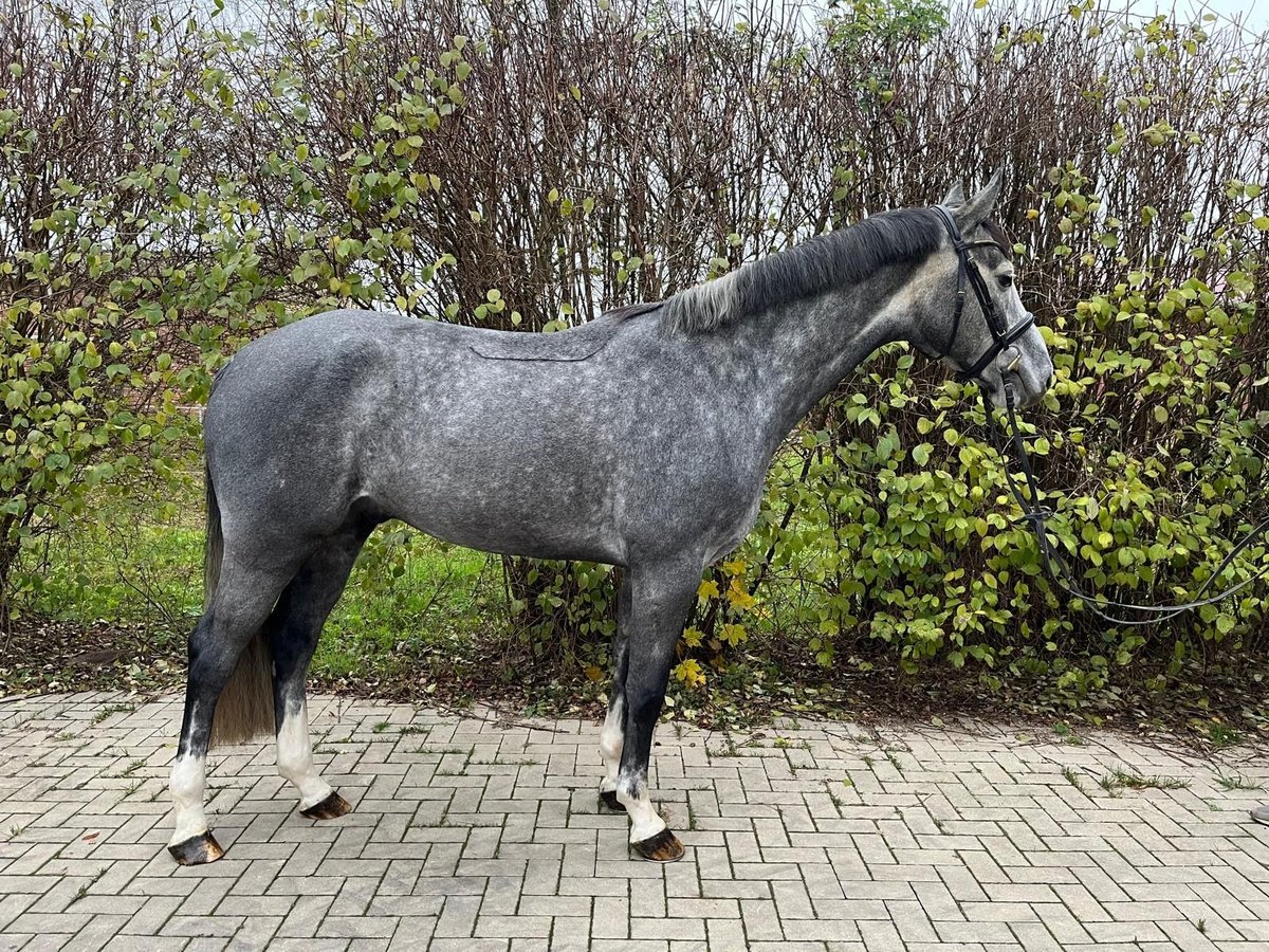 Mecklenburger warmbloed Ruin 5 Jaar 165 cm Zwartschimmel in Plau am SeePlau am See