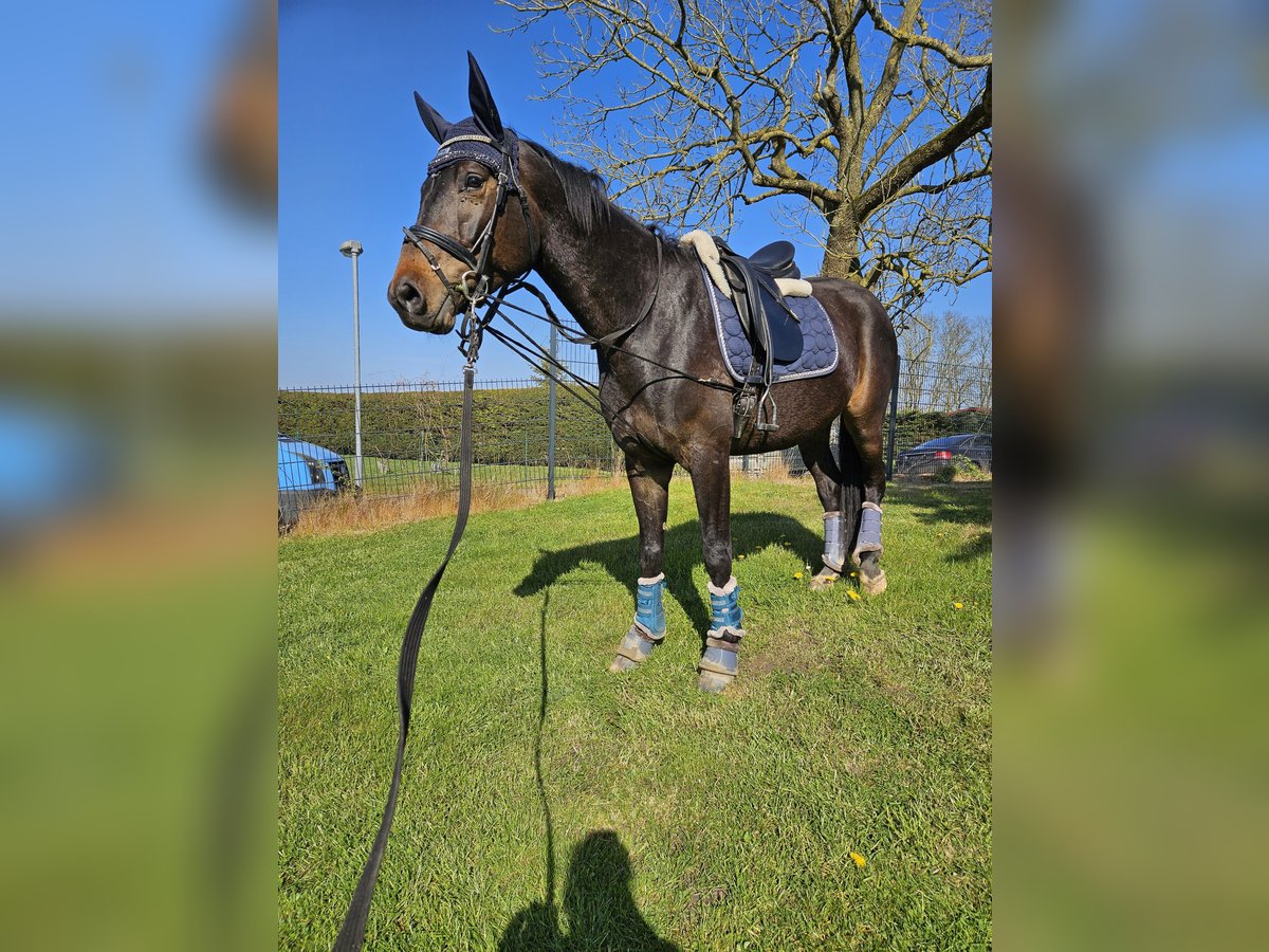 Mecklenburger warmbloed Ruin 5 Jaar 167 cm Zwartbruin in Greifswald