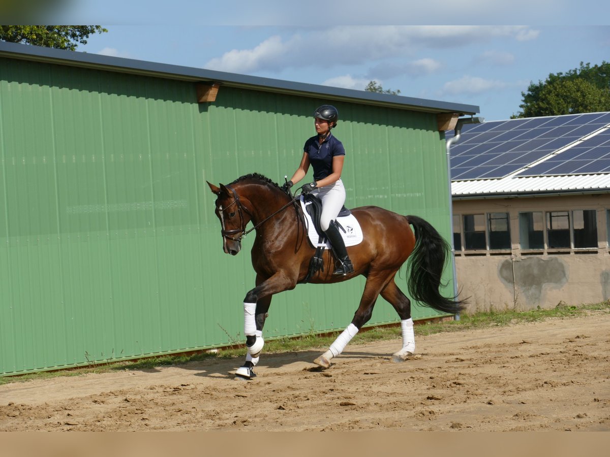 Mecklenburger warmbloed Ruin 5 Jaar 170 cm Bruin in Ganschow