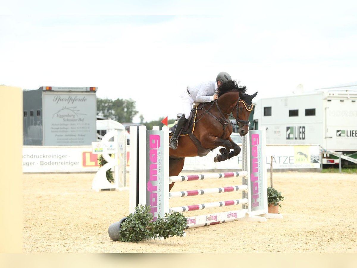 Mecklenburger warmbloed Ruin 5 Jaar 174 cm Bruin in Emmendingen