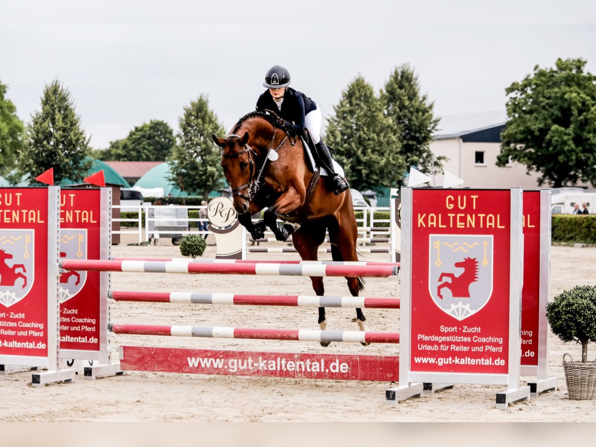 Mecklenburger warmbloed Ruin 5 Jaar 176 cm Bruin in Norderstedt