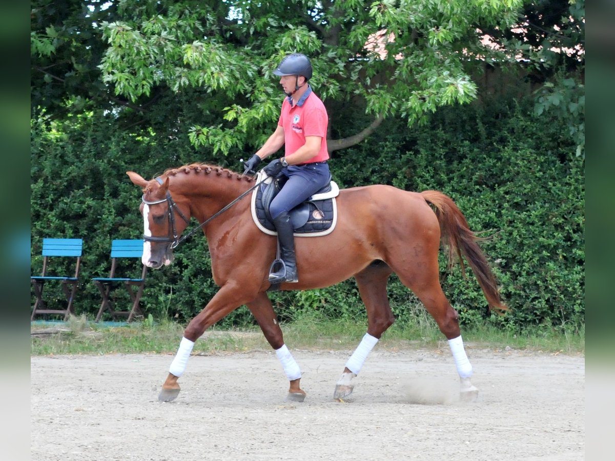 Mecklenburger warmbloed Ruin 6 Jaar 175 cm Vos in Schattendorf