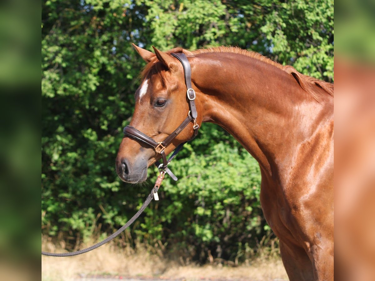 Mecklenburger warmbloed Ruin 7 Jaar 171 cm Vos in Gerasdorf