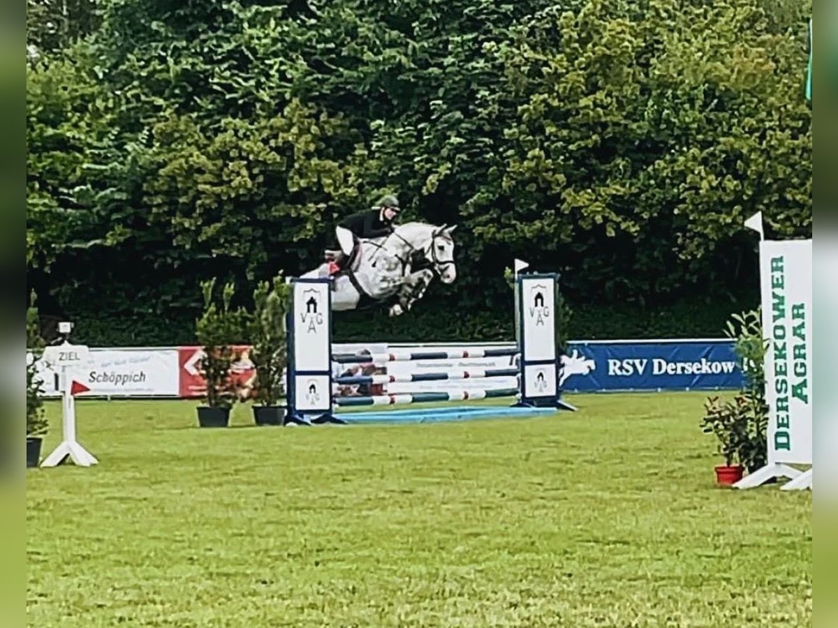 Mecklenburger warmbloed Ruin 7 Jaar 182 cm Schimmel in Heeslingen