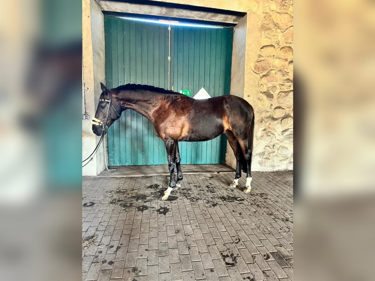 Mecklenburger warmbloed Ruin 8 Jaar 169 cm Donkerbruin in Wallenhorstrst