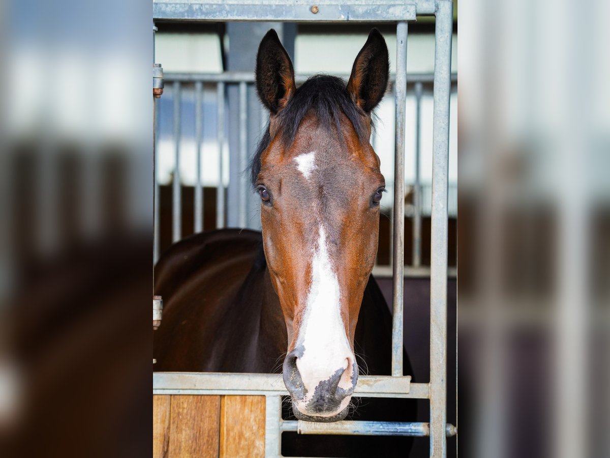 Mecklenburger warmbloed Ruin 8 Jaar 170 cm Donkerbruin in Gleichen