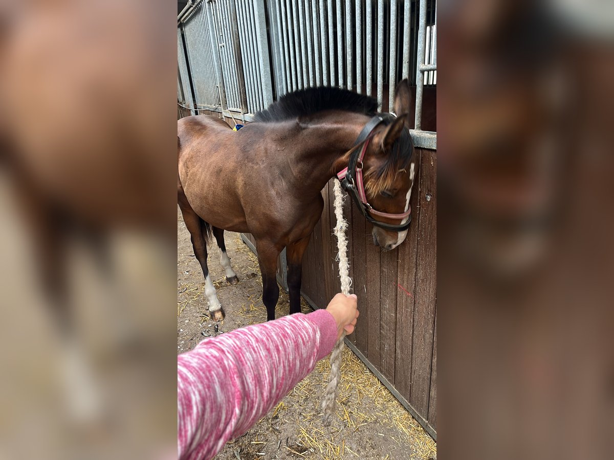 Mecklenburger Warmblut Hengst 1 Jahr 165 cm in Papenhagen