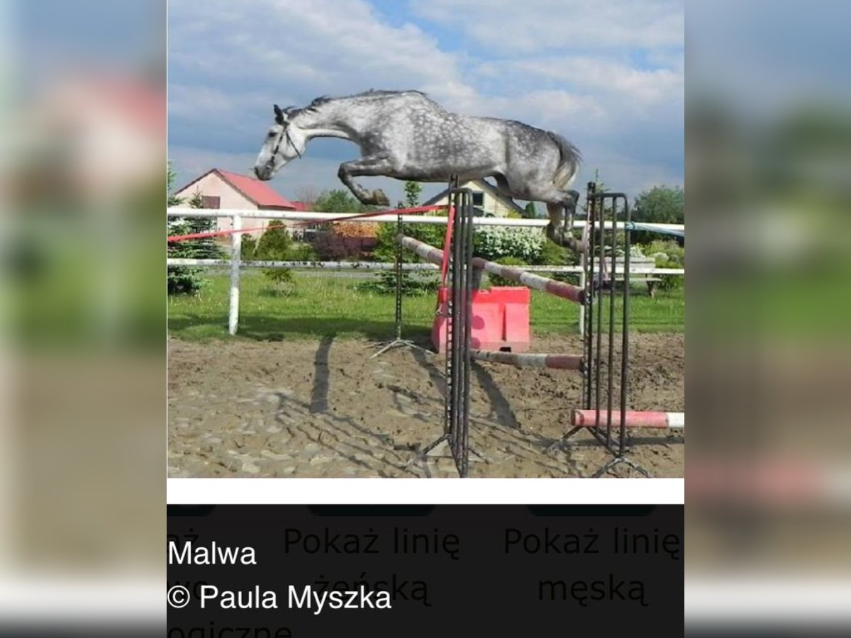Mecklenburger Warmblut, Hengst in Papenhagen
