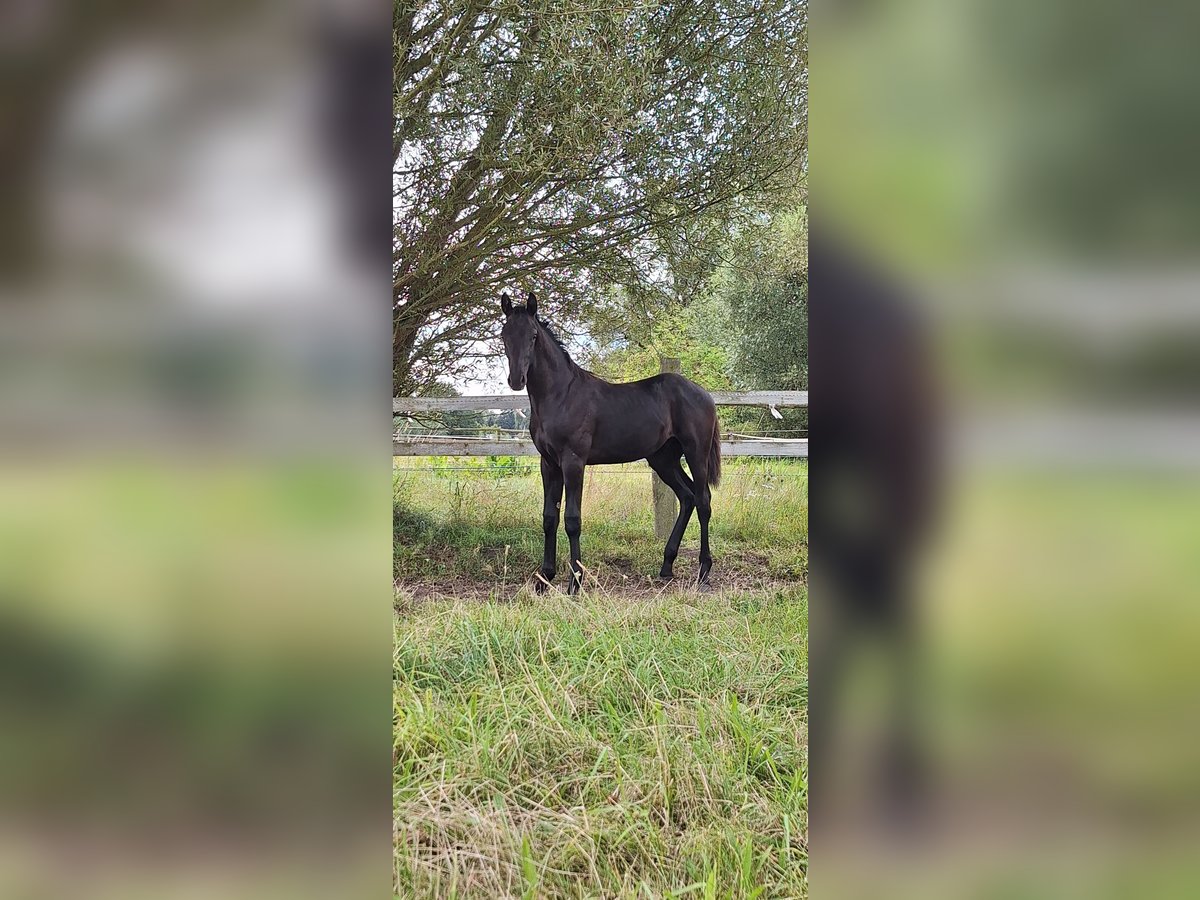 Mecklenburger Warmblut Hengst 1 Jahr 172 cm Rappe in Neubukow