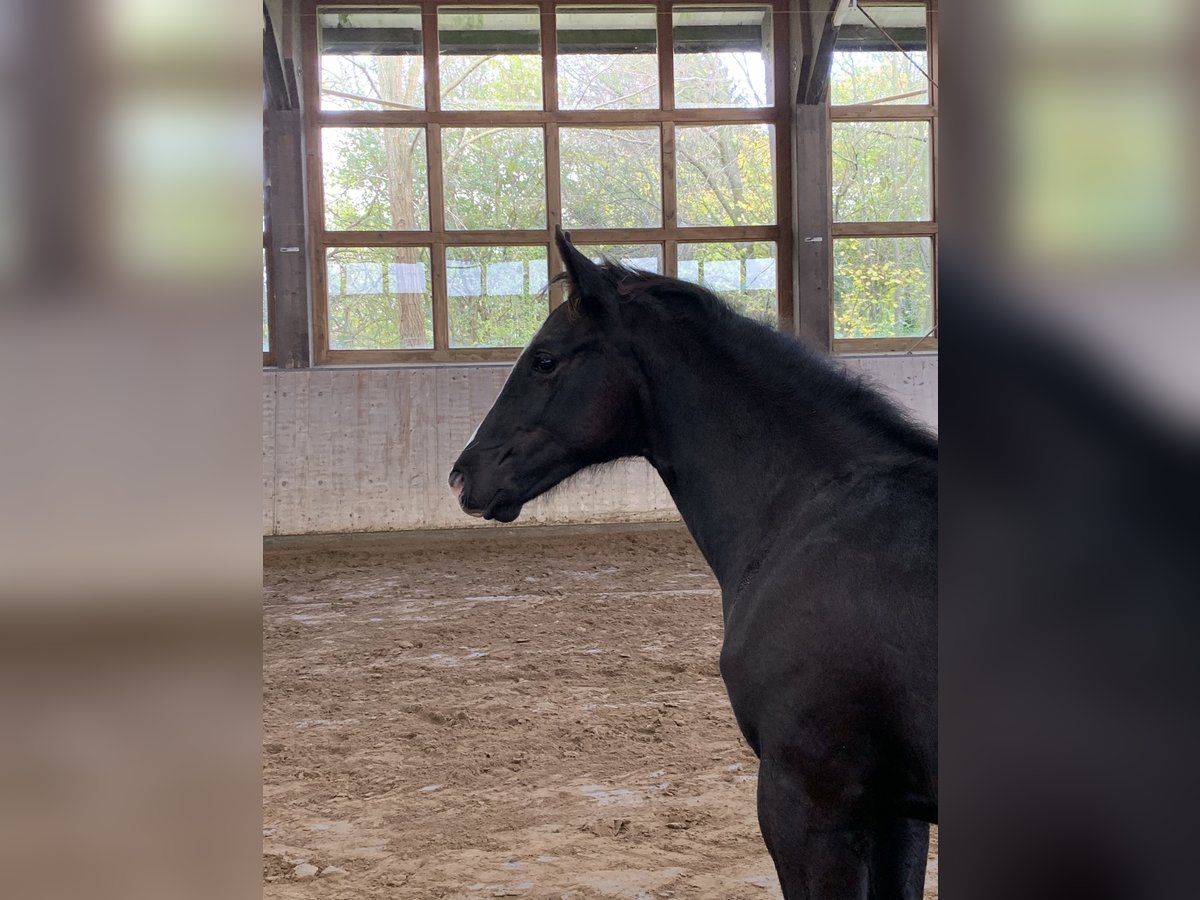 Mecklenburger Warmblut Hengst 1 Jahr 173 cm Rappe in Röbel