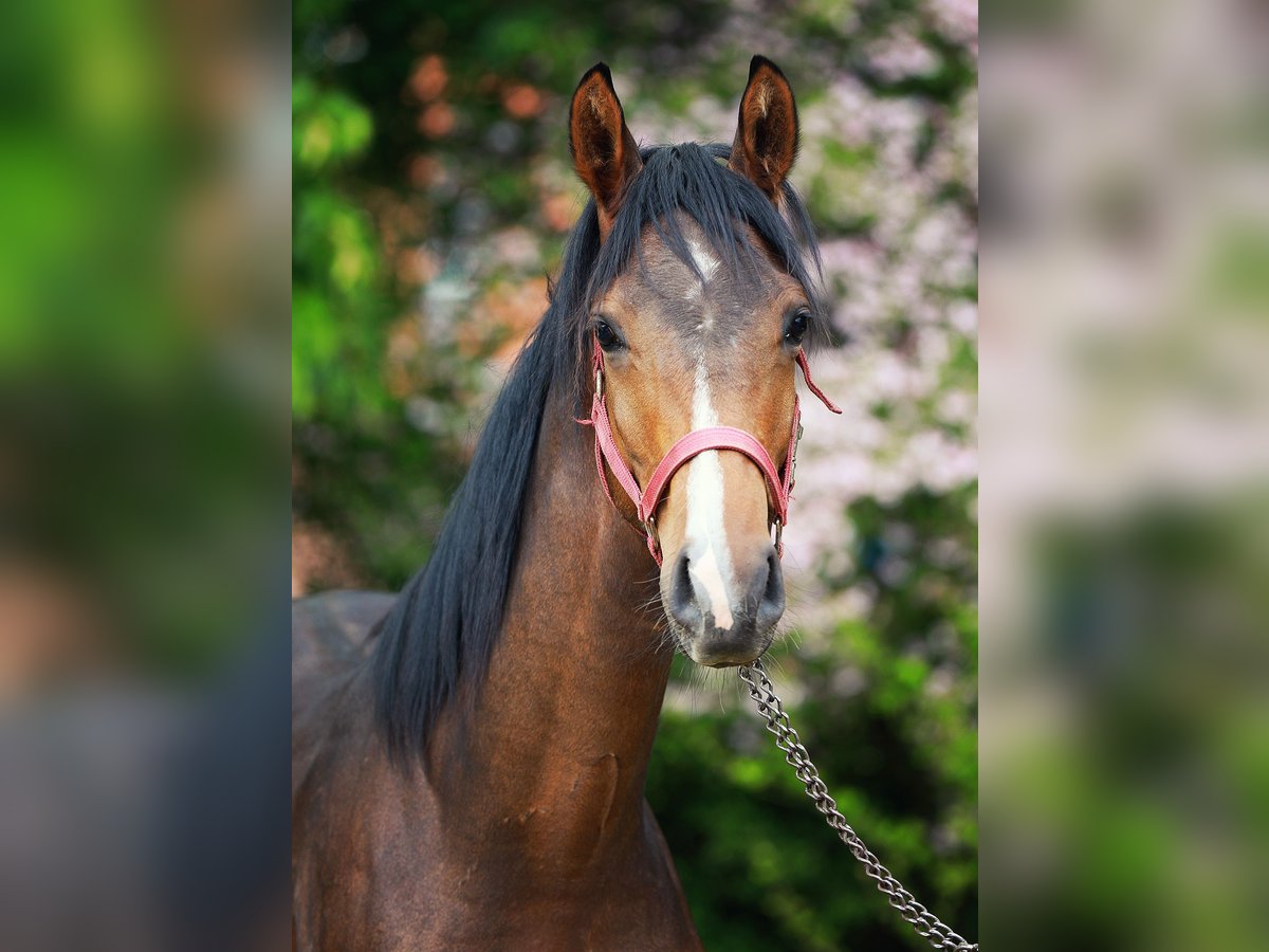 Mecklenburger Warmblut Hengst 1 Jahr Brauner in Bobzin