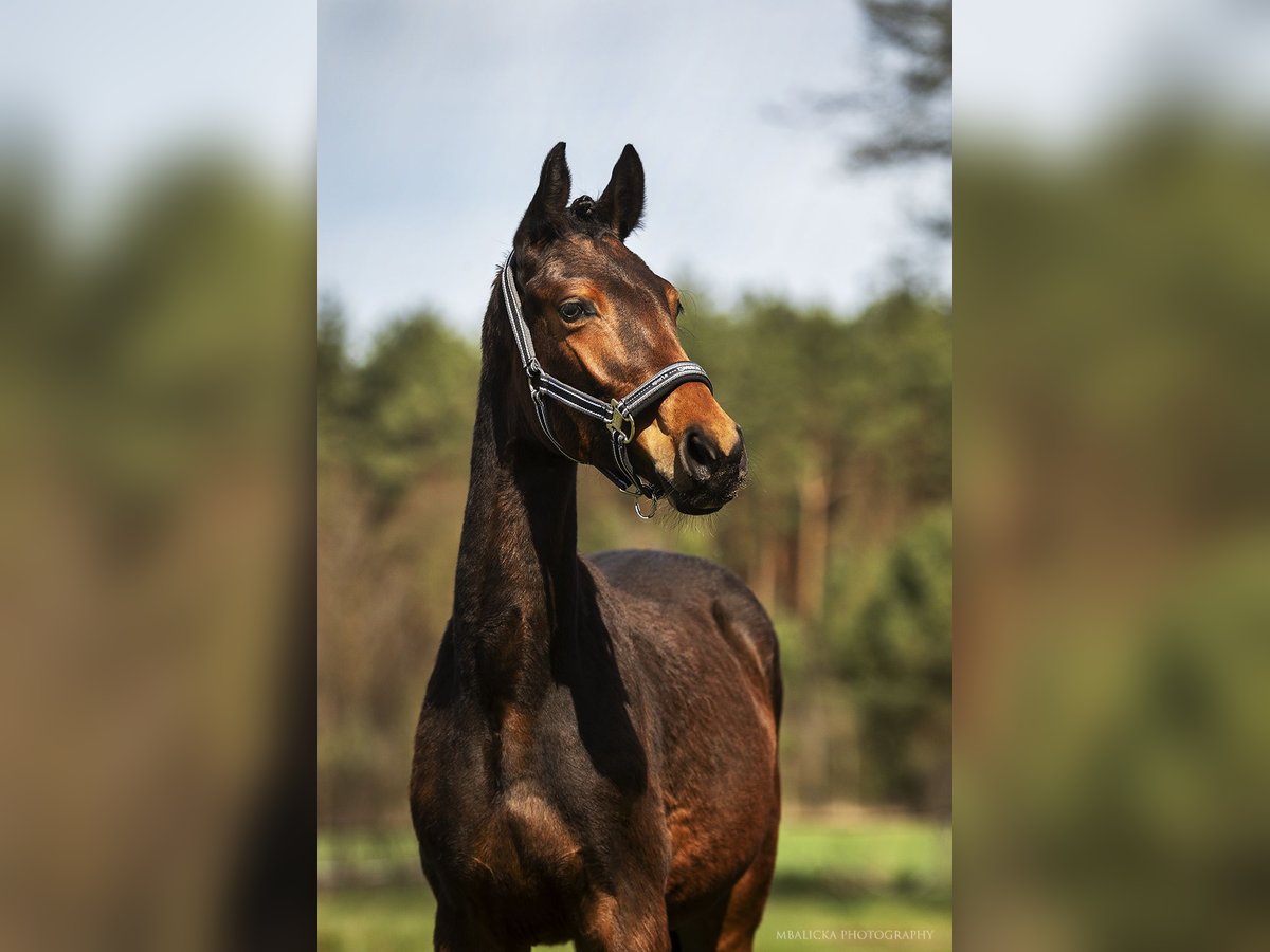 Mecklenburger Warmblut Hengst 1 Jahr Rotbrauner in Krawcowizna