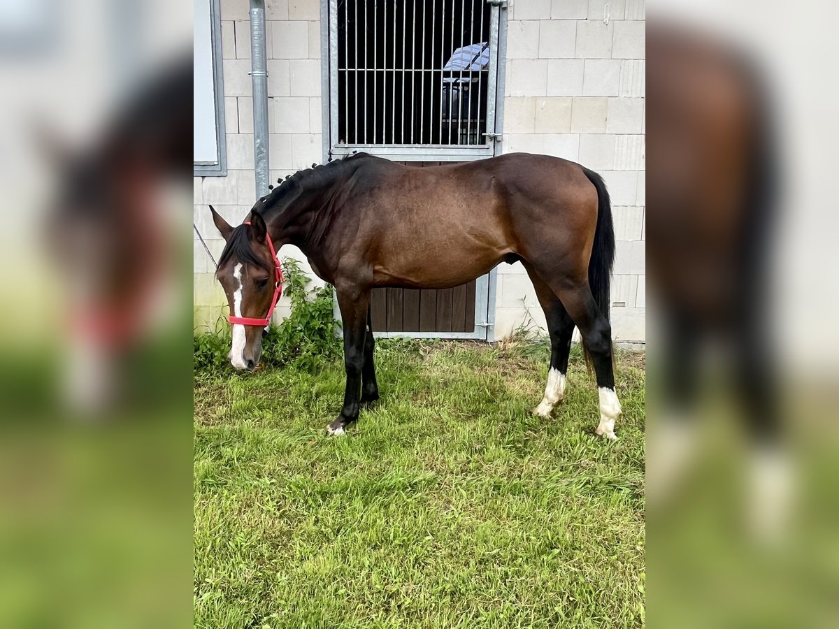 Mecklenburger Warmblut Hengst 2 Jahre 162 cm in Papenhagen