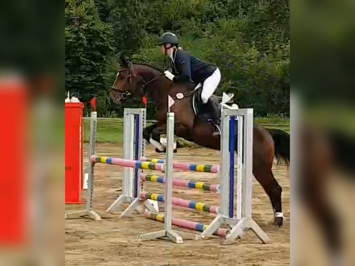 Mecklenburger Warmblut Hengst 5 Jahre 165 cm Brauner in Wanzleben