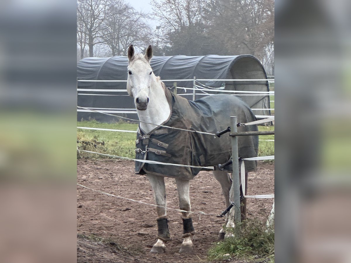 Mecklenburger Warmblut Hengst 9 Jahre 176 cm Schimmel in Weiterstadt