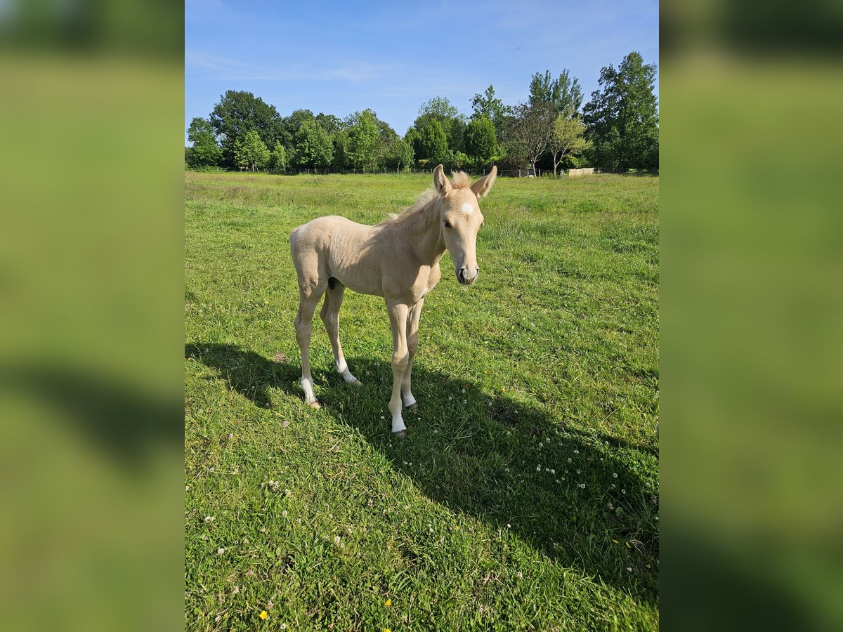 Mecklenburger Warmblut Hengst  165 cm Palomino in Lutzhorn