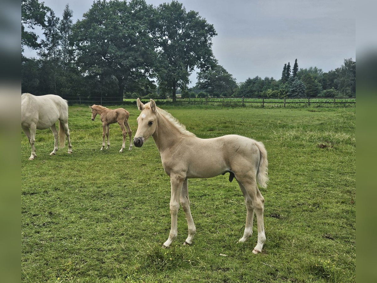 Mecklenburger Warmblut Hengst Fohlen (06/2025) 165 cm Palomino in Lutzhorn