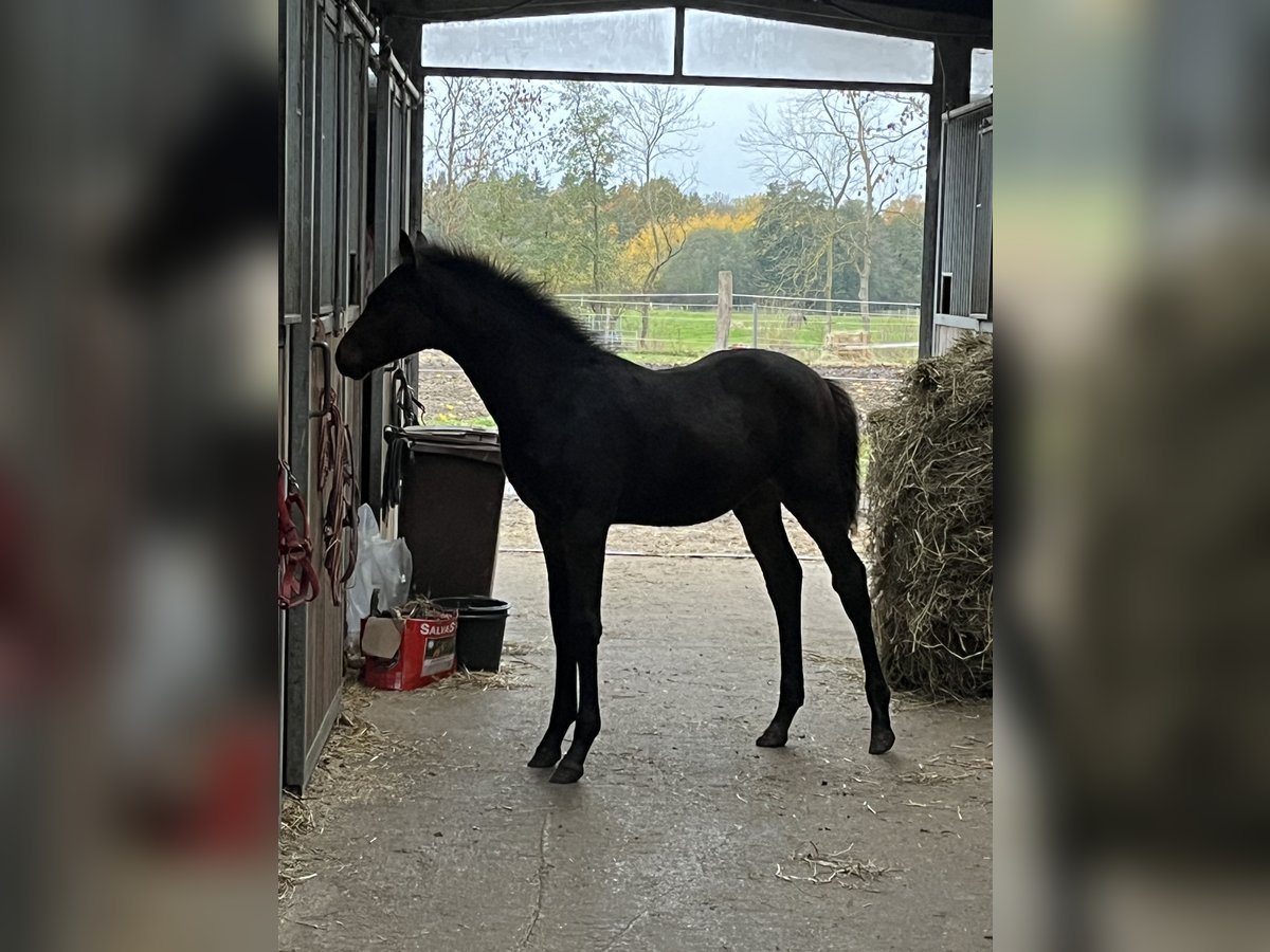 Mecklenburger Warmblut Hengst Fohlen (07/2025) 168 cm in Papenhagen