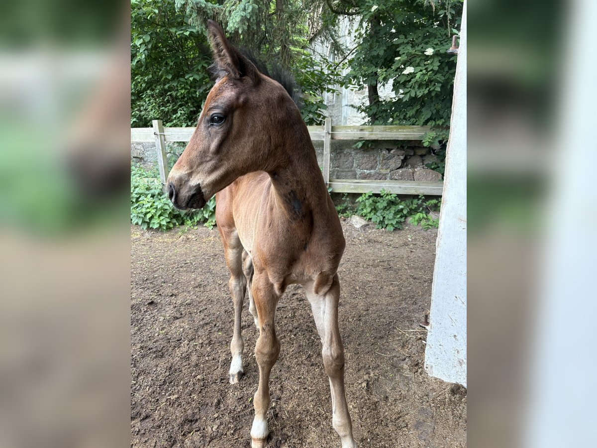 Mecklenburger Warmblut Hengst  170 cm Brauner in Neuenkirchen
