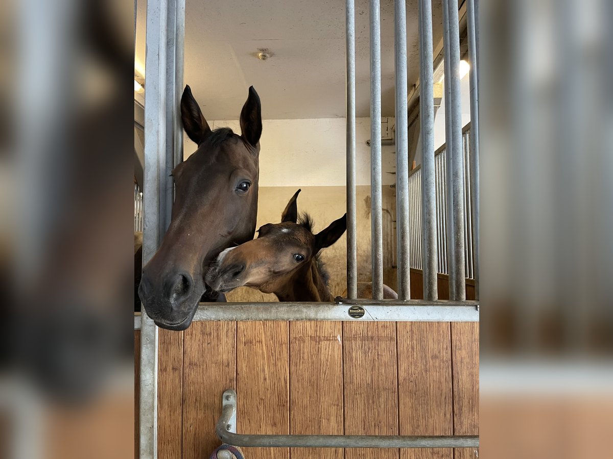 Mecklenburger Warmblut Hengst Fohlen (04/2025) 170 cm Dunkelbrauner in Redefin
