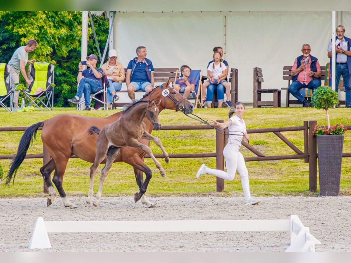 Mecklenburger Warmblut, Hengst in Papenhagen