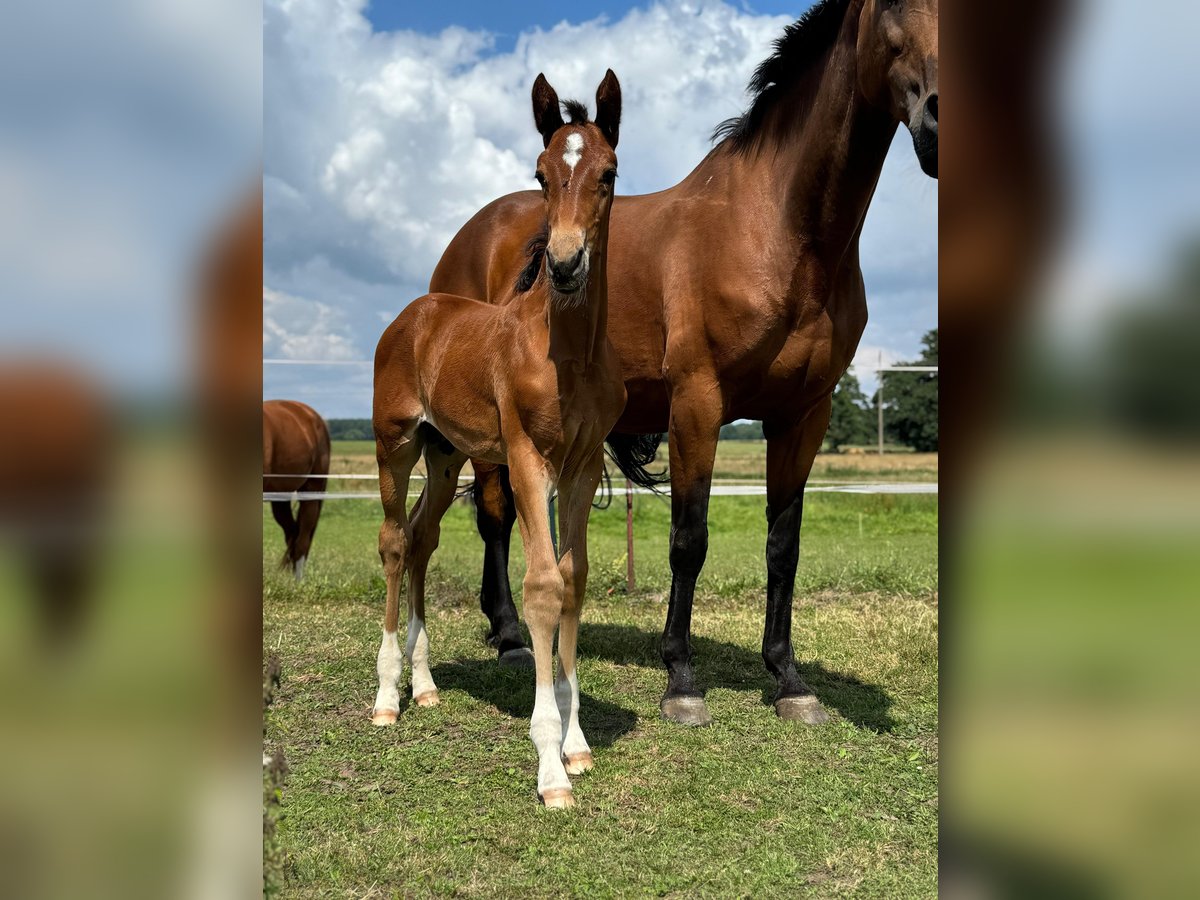 Mecklenburger Warmblut Hengst Fohlen (06/2025) 173 cm Brauner in Kladrum