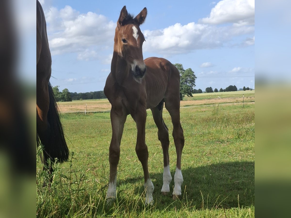 Mecklenburger Warmblut Hengst  173 cm Brauner in Kladrum
