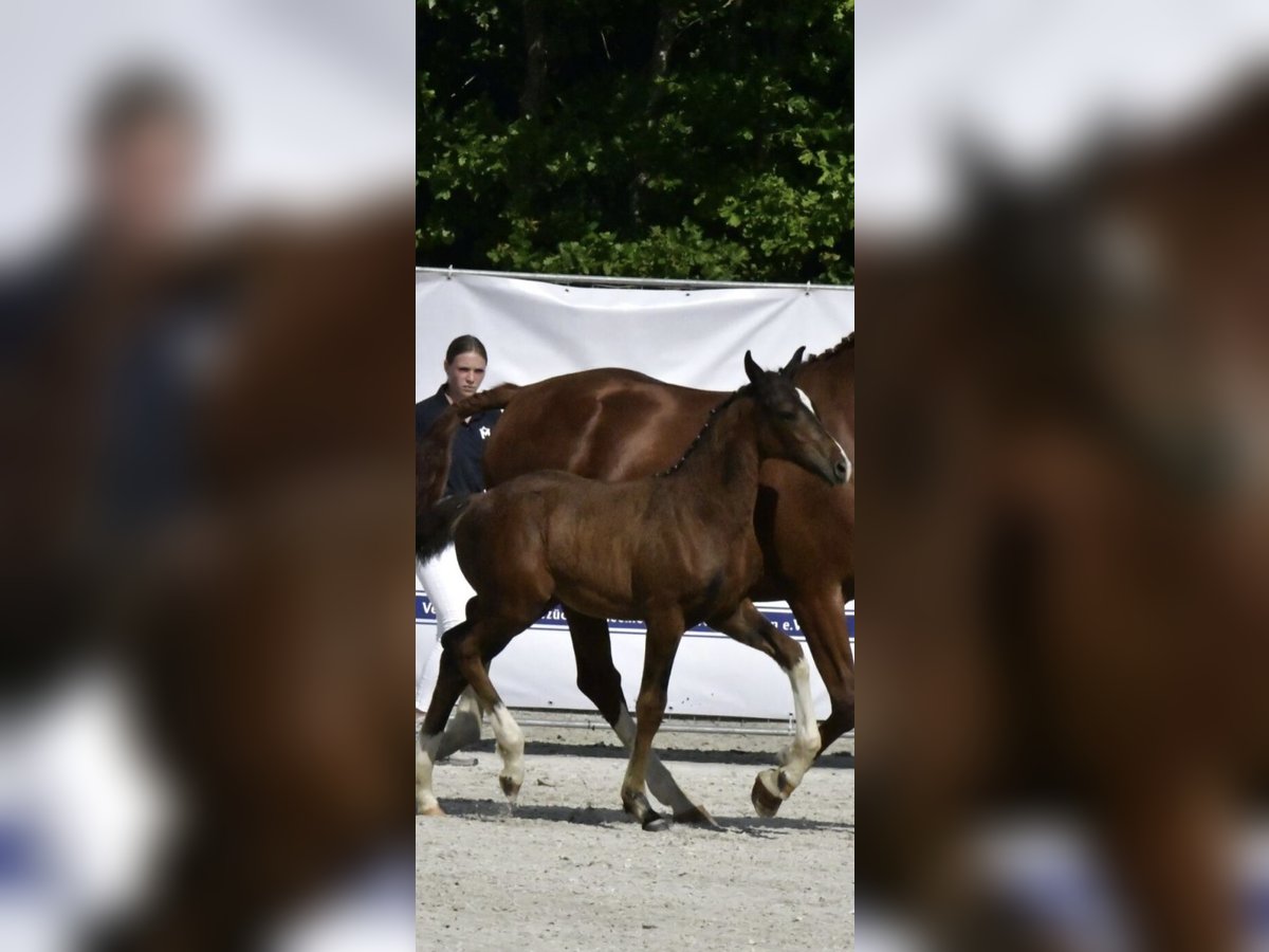 Mecklenburger Warmblut Hengst Fohlen (04/2025) Brauner in R&#xF6;bel