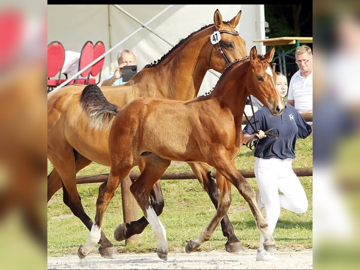 Mecklenburger Warmblut Hengst Fohlen (04/2025) Brauner in Walow
