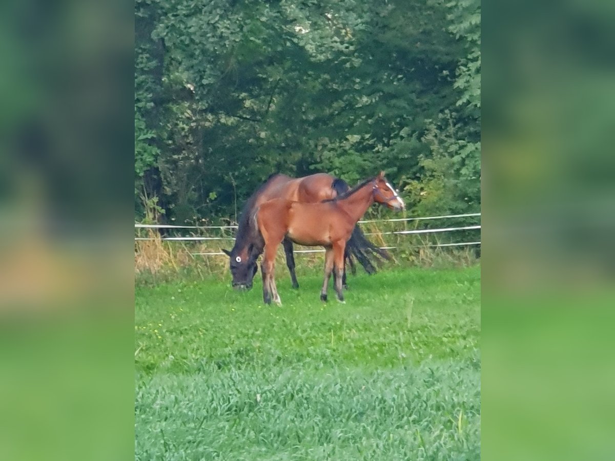 Mecklenburger Warmblut Hengst Fohlen (04/2025) Brauner in Luckau