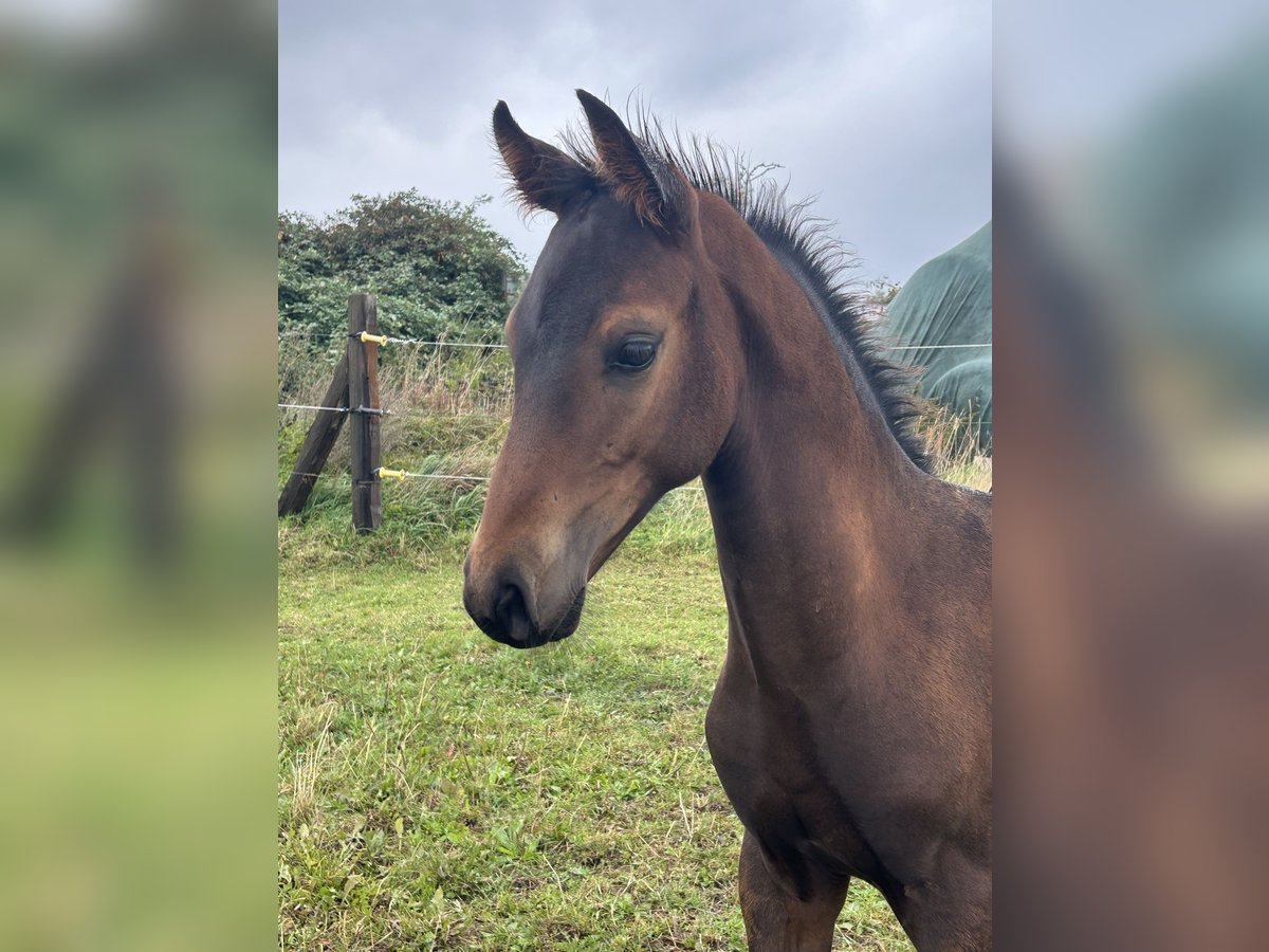 Mecklenburger Warmblut, Hengst in Bentwisch