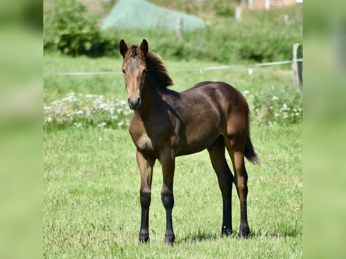 Mecklenburger Warmblut Hengst Fohlen (04/2025) Dunkelbrauner in Rosenow