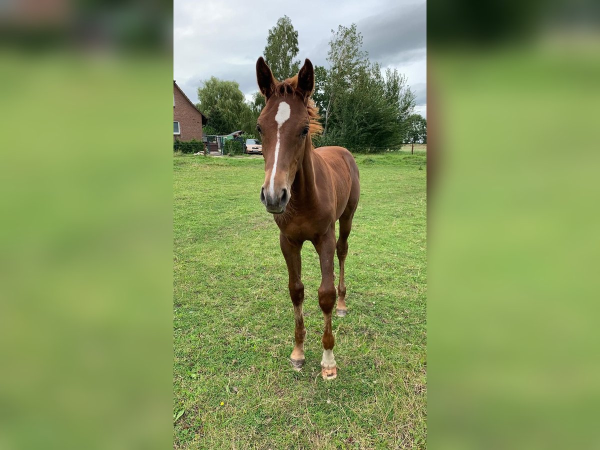 Mecklenburger Warmblut Hengst Fohlen (04/2024) Dunkelfuchs in Anklam