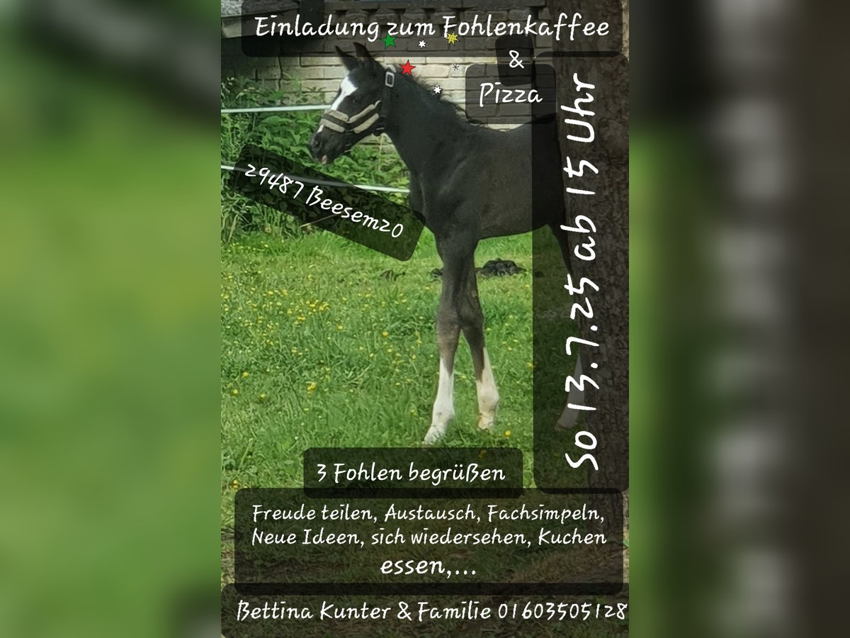 Mecklenburger Warmblut Hengst Rappe in Luckau Mecklenburger Warmblut Hengst Rappe in Luckau