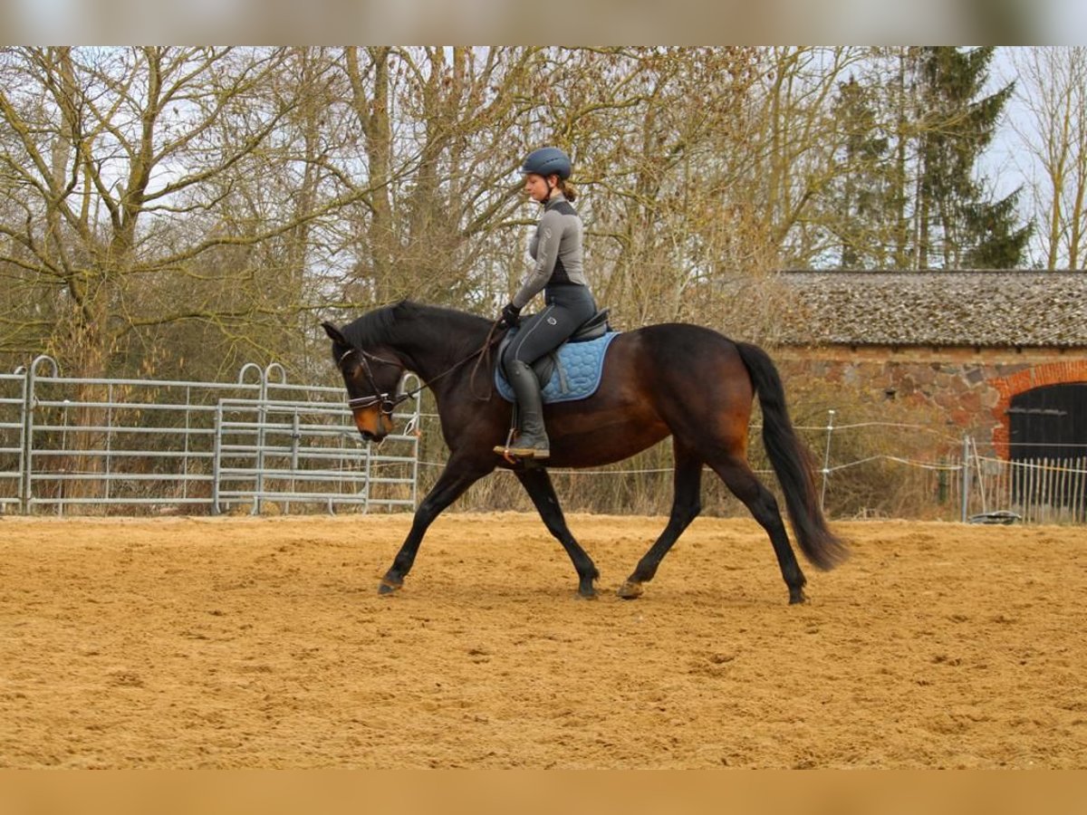Mecklenburger Warmblut Stute 10 Jahre 165 cm Brauner in erfurt