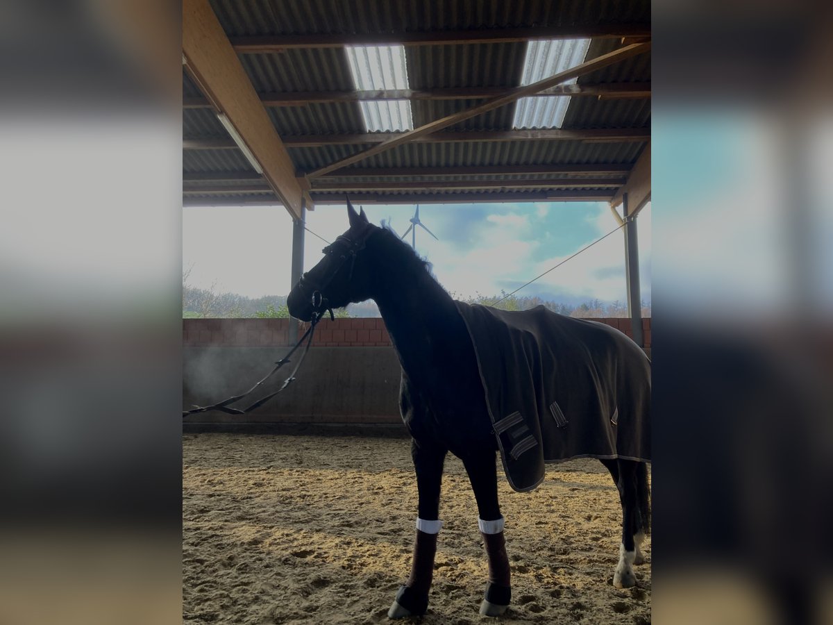 Mecklenburger Warmblut Stute 10 Jahre 165 cm Rappe in Sprockh&#xF6;vel