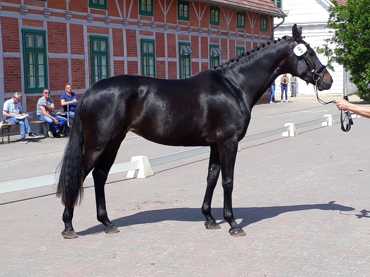Mecklenburger Warmblut Stute 10 Jahre Schwarzbrauner in Ludwigslust