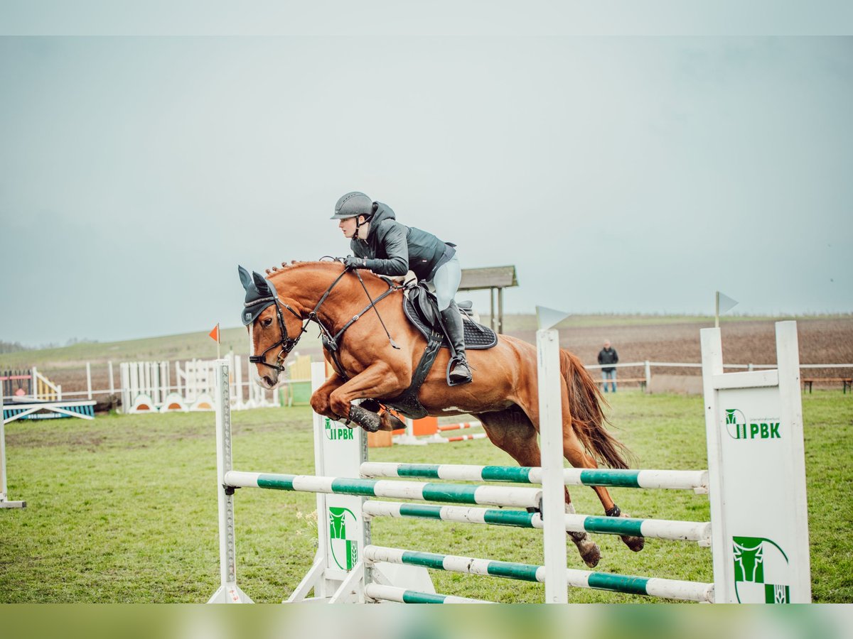 Mecklenburger Warmblut Stute 11 Jahre 163 cm Fuchs in Neustadt Dosse