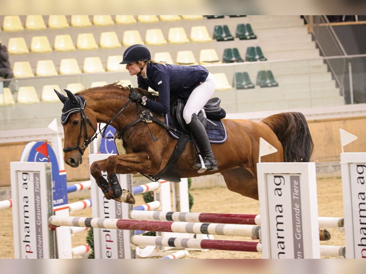 Mecklenburger Warmblut Stute 11 Jahre 165 cm Fuchs in Backnang