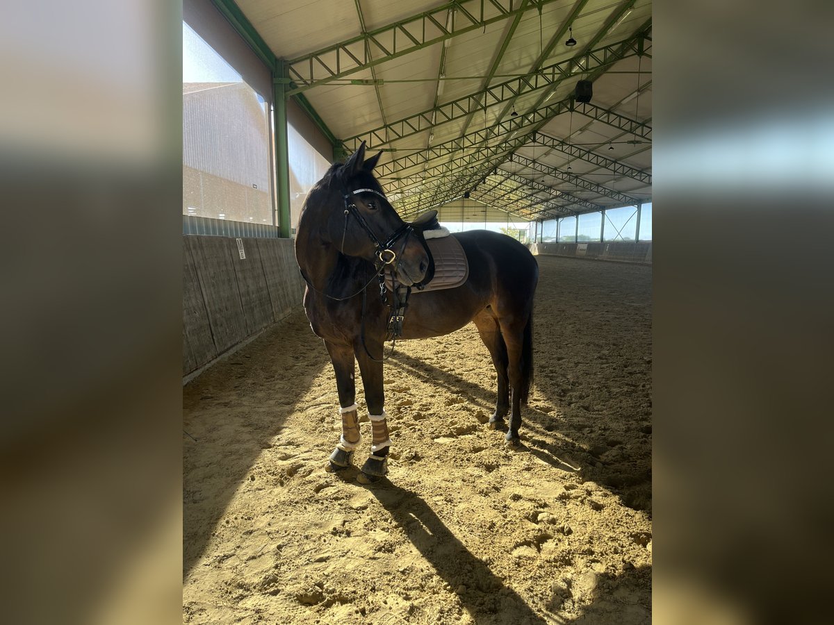 Mecklenburger Warmblut Stute 12 Jahre 162 cm in Viersen