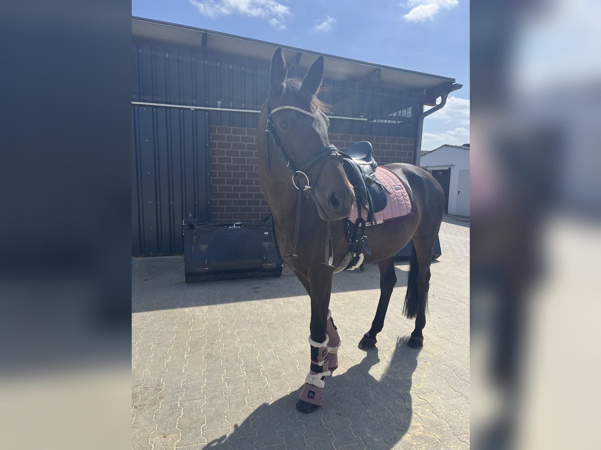 Mecklenburger Warmblut Stute 12 Jahre 162 cm Dunkelbrauner in Viersen